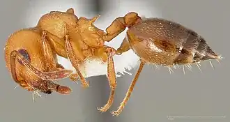 Crematogaster depilis