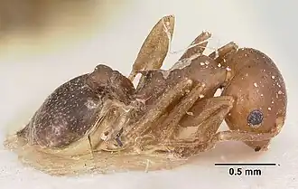 Crematogaster donisthorpei