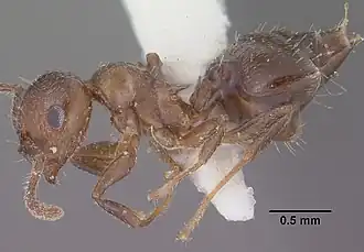 Crematogaster emeryana