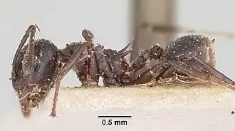 Crematogaster ensifera