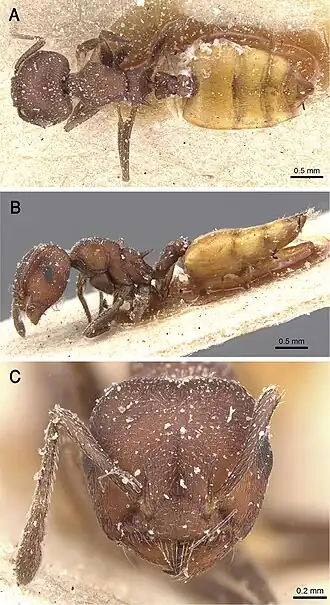Crematogaster flaviventris
