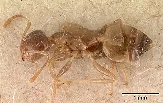 Crematogaster gibba
