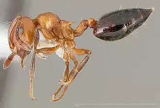 Crematogaster hespera