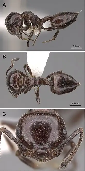 Crematogaster inermis