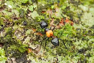 Crematogaster inflata