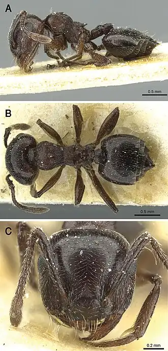 Crematogaster laestrygon