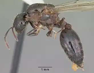 Crematogaster lineolata