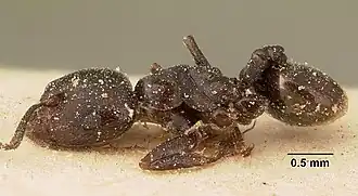 Crematogaster lobata