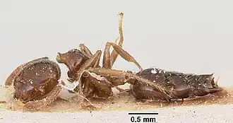 Crematogaster madagascariensis