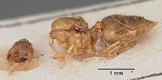 Crematogaster madecassa