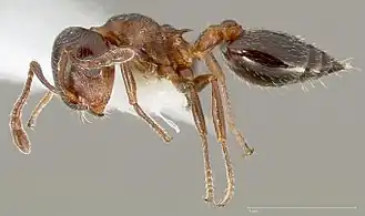 Crematogaster marioni