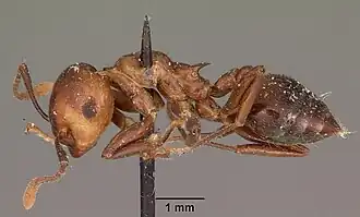 Crematogaster marthae