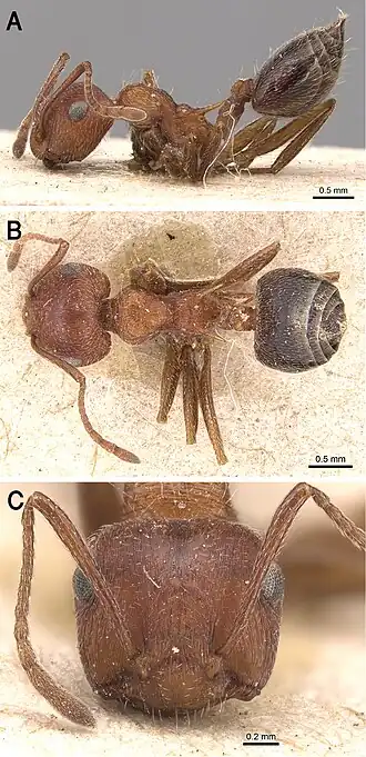 Crematogaster melanogaster