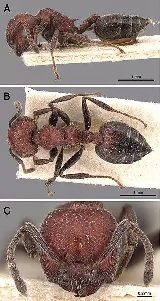 Crematogaster mimosae
