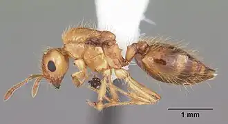 Crematogaster minutissima