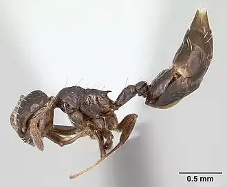 Crematogaster montezumia