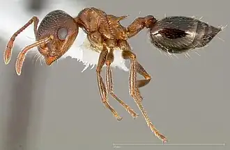 Crematogaster mormonum