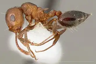 Crematogaster mutans