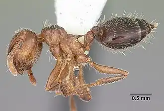 Crematogaster navajoa