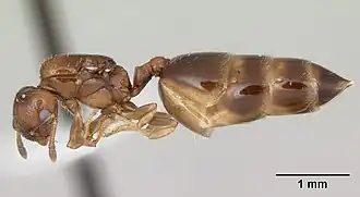 Crematogaster nitidiceps