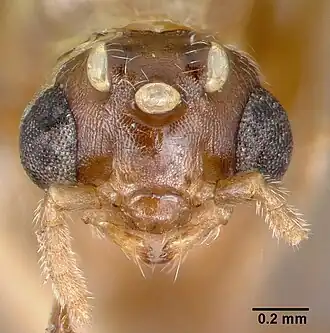 Crematogaster nocturna