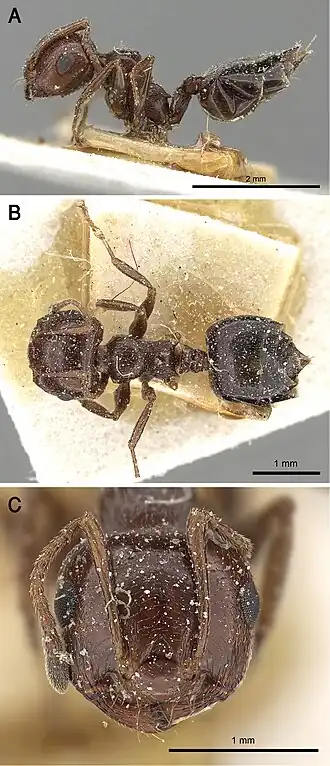 Crematogaster oasium