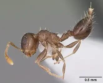 Crematogaster obscurata