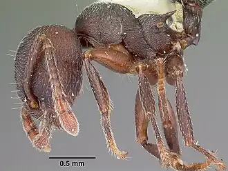 Crematogaster opaca