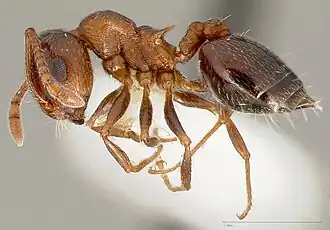 Crematogaster opuntiae