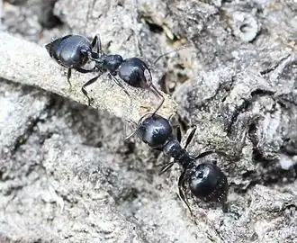 Crematogaster peringueyi