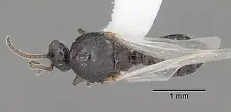 Crematogaster pilosa