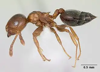 Crematogaster pinicola