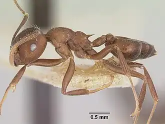 Crematogaster ranavalonae
