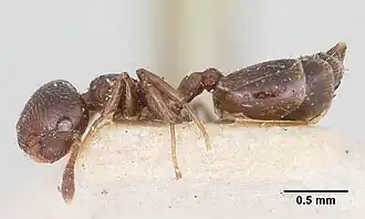 Crematogaster rasoherinae
