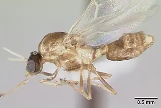 Crematogaster rochai
