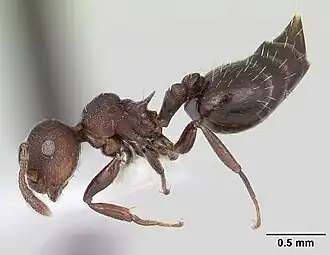 Crematogaster scelerata