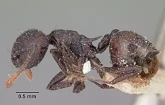 Crematogaster schencki