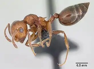 Crematogaster schmidti