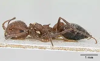 Crematogaster senegalensis