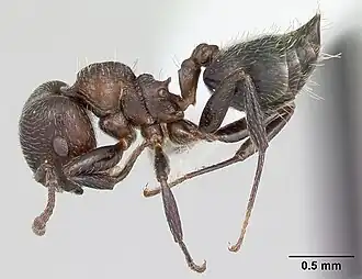 Crematogaster sericea