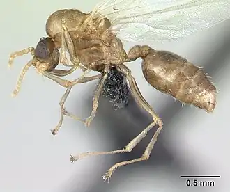 Crematogaster sewellii