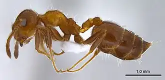 Crematogaster subdentata