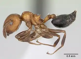 Crematogaster thalia