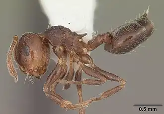 Crematogaster vermiculata