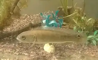 Crenicichla semifasciata