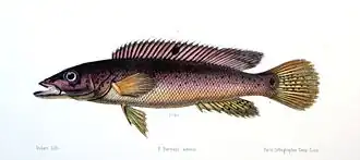 Crenicichla lacustris