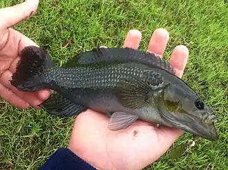 Crenicichla hu