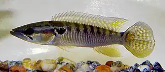 Crenicichla