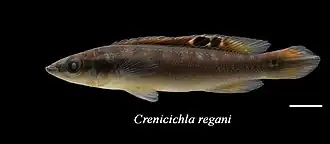 Crenicichla regani