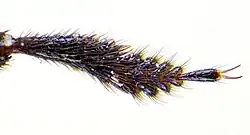 Detail tarsus van de voorpoot.